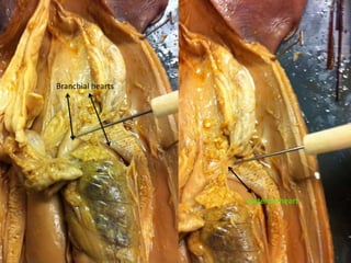 Branchial hearts




                   Systemic heart
 
