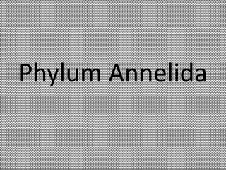 Phylum Annelida
 