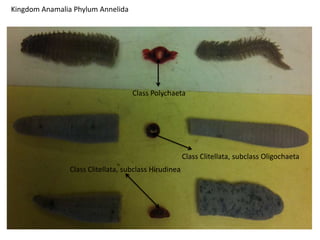 Kingdom Anamalia Phylum Annelida




                                    Class Polychaeta




                                                       Class Clitellata, subclass Oligochaeta
                Class Clitellata, subclass Hirudinea
 