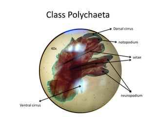 Class Polychaeta
                                    Dorsal cirrus


                                       notopodium
                  40x

                                                setae




                                        neuropodium

Ventral cirrus
 