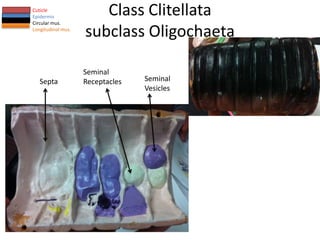 Cuticle
Epidermis
                       Class Clitellata
Circular mus.
Longitudinal mus.
                    subclass Oligochaeta

                    Seminal
   Septa            Receptacles   Seminal
                                  Vesicles
 