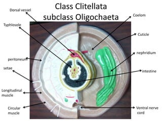 Dorsal vessel
                       Class Clitellata
                    subclass Oligochaeta   Coelom

 Typhlosole

                                             Cuticle



                                            nephridium
   peritoneum

 setae
                                               intestine



Longitudinal
muscle


   Circular                                 Ventral nerve
   muscle                                   cord
 