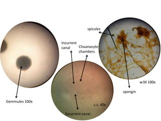 spicules


                Incurrent
                canal     Choanocyte
                          chambers




                                                        w.M 100x

                                              spongin

Gemmules 100x
                                   c.s. 40x

                 Excurrent canal
 