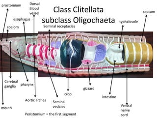 prostomium      Dorsal
                Blood
                vessel
                            Class Clitellata                                        septum
        esophagus
                         subclass Oligochaeta                         typhalosole
  coelom                 Seminal receptacles




 Cerebral
 ganglia pharynx
                                                gizzard
                                     crop
                                                          intestine
              Aortic arches   Seminal
                              vesicles                                Ventral
mouth
                                                                      nerve
              Peristomium = the first segment                         cord
 