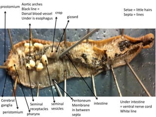 Aortic arches
prostomium
             Black line =                                          Setae = little hairs
             Dorsal blood vessel crop                              Septa = lines
             Under is esophagus          gizzard




Cerebral                                    Peritoneum           Under intestine
ganglia           Seminal     seminal       Membrane intestine   = ventral nerve cord
                  receptacles vesicles      in between
 peristomium                                                     White line
                pharynx                     septa
 
