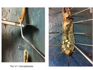 The “u” = the typhlosole
 