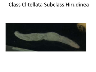 Class Clitellata Subclass Hirudinea
 