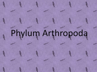 Phylum Arthropoda
 