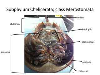 Subphylum Chelicerata; class Merostomata
                                    telson

      abdomen

                                        Book gills



                                        Walking legs



prosoma



                                        pedipalp


                                    chelicerae
 