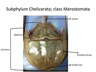 Subphylum Chelicerata; class Merostomata
                                   telson




          abdomen




prosoma

                                       Compound eye



                                   Simple eye
 