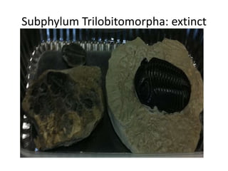 Subphylum Trilobitomorpha: extinct
 