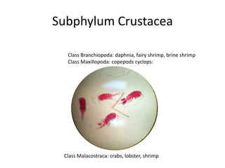 Subphylum Crustacea

  Class Branchiopoda: daphnia, fairy shrimp, brine shrimp
  Class Maxillopoda: copepods cyclops:




 Class Malacostraca: crabs, lobster, shrimp
 