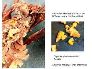 Abdominal extensor muscle on top
        Of flexor muscle (go down sides)




gills
         Digestive glands covered in
         Gonads

        Antennae are longer than antennules
 