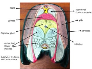 heart
                        Abdominal
                        Extensor muscles


        gonads              gills



                               carapace
Digestive gland



   Abdominal           intestine
   Flexor
   muscles


Subphylum Crustacea;
class Malacostraca
 