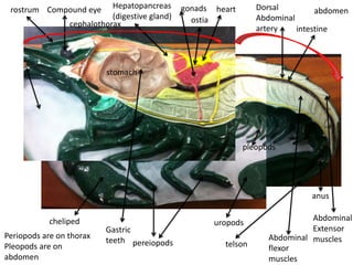 rostrum Compound eye       Hepatopancreas      gonads heart      Dorsal         abdomen
                            (digestive gland)     ostia           Abdominal
                 cephalothorax
                                                                  artery    intestine



                           stomach




                                                               pleopods




                                                                               anus

            cheliped                                                           Abdominal
                                                       uropods
                          Gastric                                              Extensor
Periopods are on thorax                                              Abdominal muscles
                          teeth pereiopods               telson
Pleopods are on                                                      flexor
abdomen                                                              muscles
 
