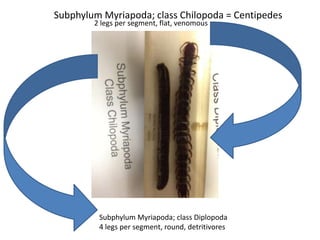 Subphylum Myriapoda; class Chilopoda = Centipedes
        2 legs per segment, flat, venomous




         Subphylum Myriapoda; class Diplopoda
         4 legs per segment, round, detritivores
 