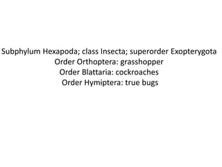 Subphylum Hexapoda; class Insecta; superorder Exopterygota
             Order Orthoptera: grasshopper
              Order Blattaria: cockroaches
               Order Hymiptera: true bugs
 