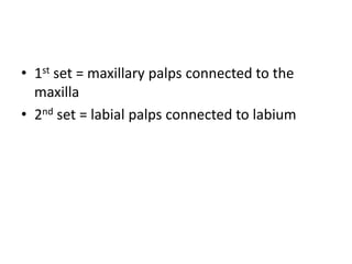 • 1st set = maxillary palps connected to the
  maxilla
• 2nd set = labial palps connected to labium
 