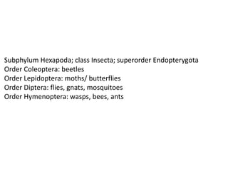 Subphylum Hexapoda; class Insecta; superorder Endopterygota
Order Coleoptera: beetles
Order Lepidoptera: moths/ butterflies
Order Diptera: flies, gnats, mosquitoes
Order Hymenoptera: wasps, bees, ants
 