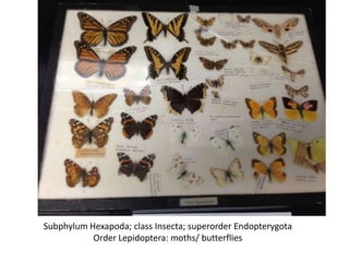 Subphylum Hexapoda; class Insecta; superorder Endopterygota
           Order Lepidoptera: moths/ butterflies
 