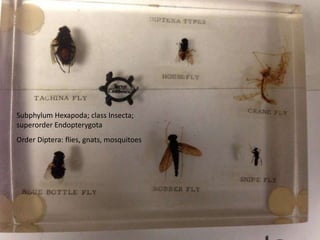 Subphylum Hexapoda; class Insecta;
superorder Endopterygota
Order Diptera: flies, gnats, mosquitoes
 
