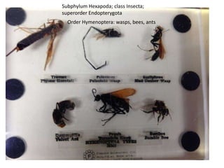 Subphylum Hexapoda; class Insecta;
superorder Endopterygota
  Order Hymenoptera: wasps, bees, ants
 