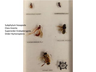 Subphylum hexapoda
Class Insecta
Superorder Endopterygota
Order Hymenoptera
 