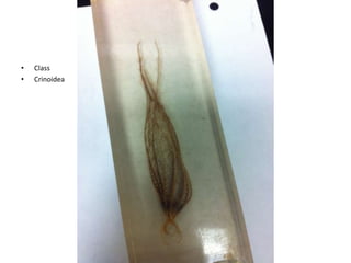 •   Class
•   Crinoidea
 