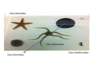Class Asteroidea




                     Class Ophiuroidea


                                         Class Holothuroidea
Class Echinoidea
 