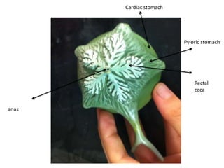 Cardiac stomach




                         Pyloric stomach




                             Rectal
                             ceca


anus
 