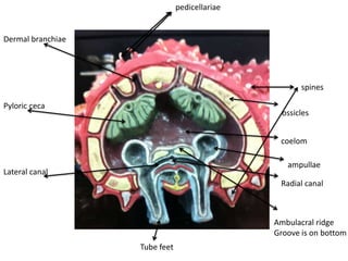 pedicellariae


Dermal branchiae




                                                      spines

Pyloric ceca
                                                 ossicles


                                                coelom

                                                  ampullae
Lateral canal
                                                Radial canal



                                               Ambulacral ridge
                                               Groove is on bottom
                   Tube feet
 