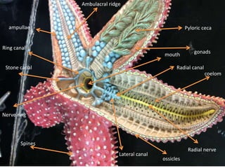 Ambulacral ridge



  ampullae                                                Pyloric ceca


Ring canal
                                               mouth          gonads

 Stone canal                                         Radial canal
                                                                    coelom




Nerve ring




       Spines
                                                           Radial nerve
                               Lateral canal
                                               ossicles
 