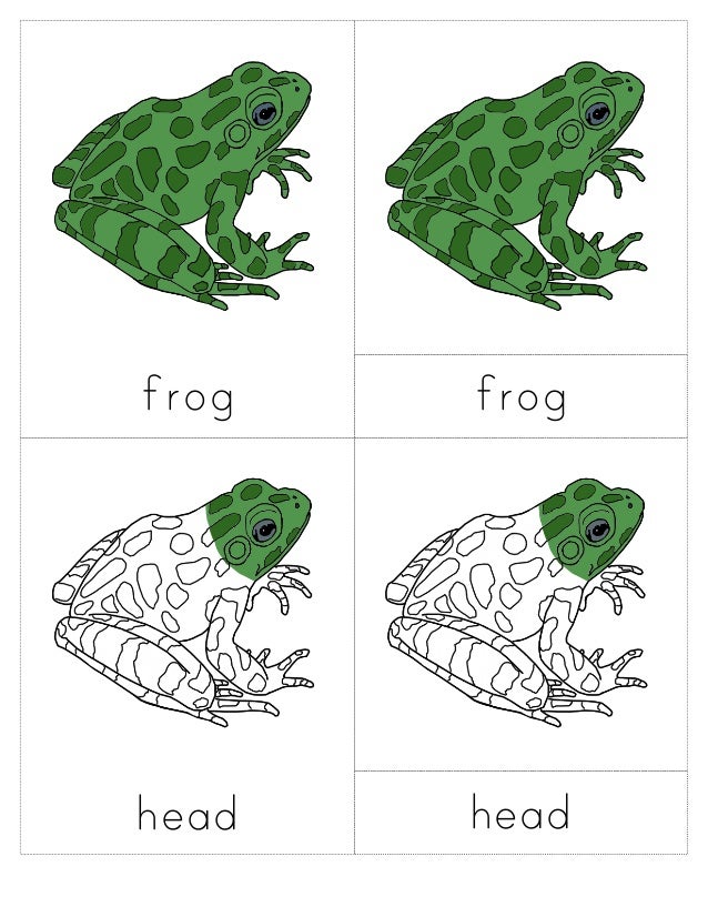frog body parts