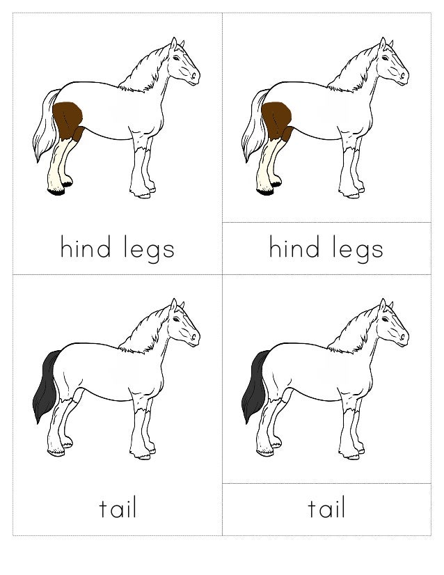 3 part cards "body parts of animals"