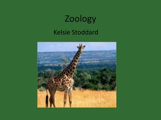 Zoology Kelsie Stoddard 