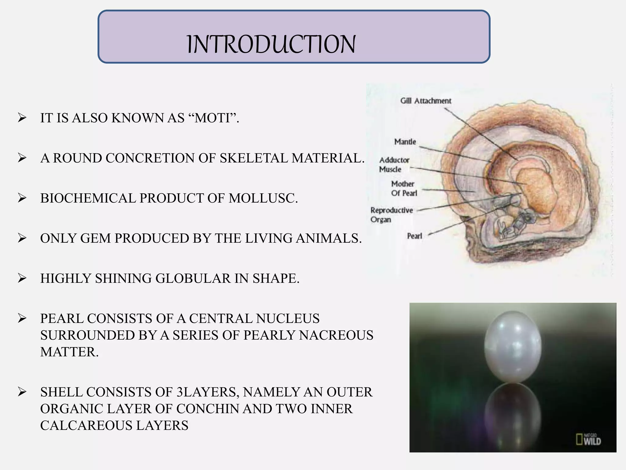zoology ppt.pptx