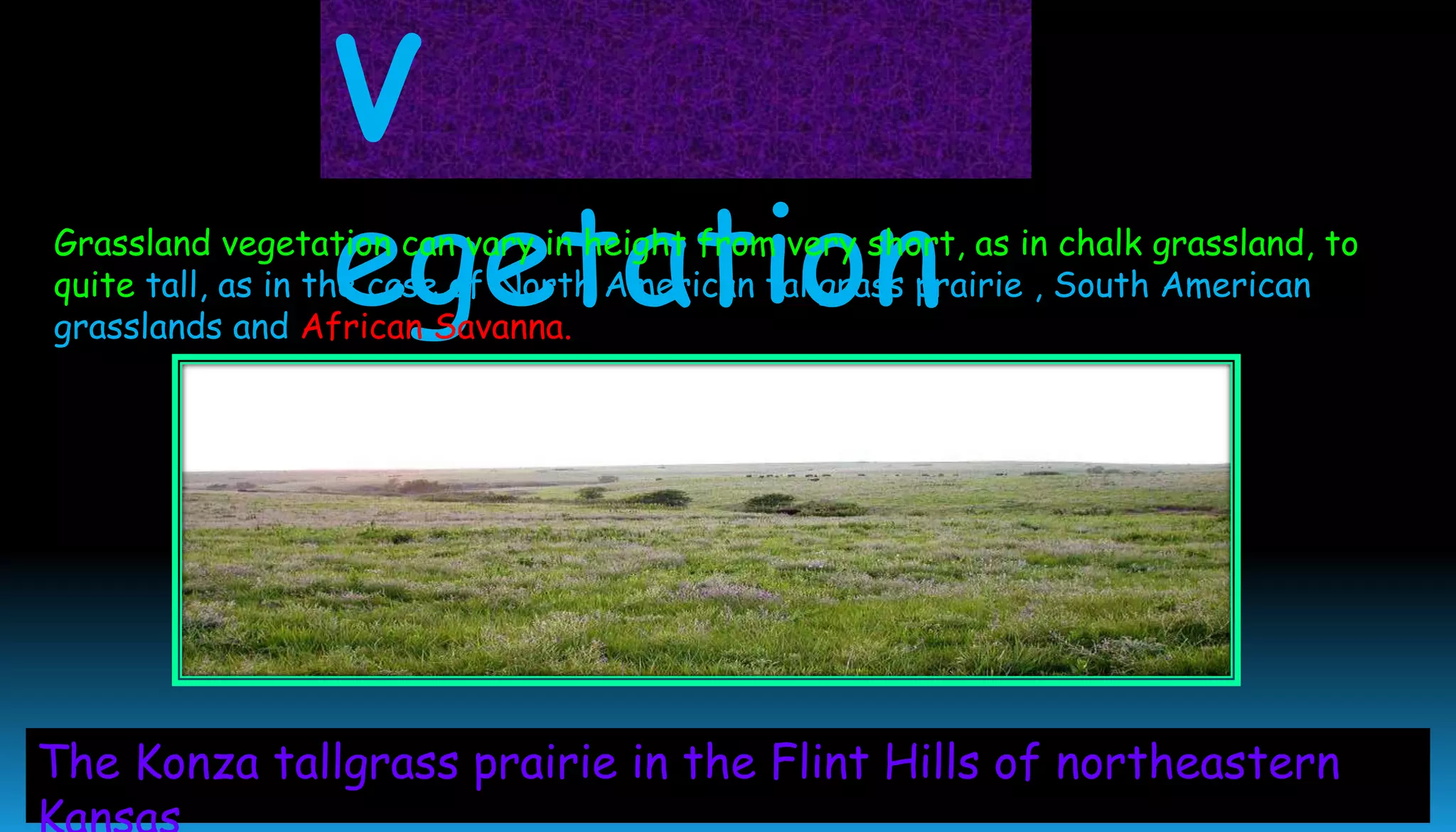 The Konza tallgrass prairie in the Flint Hills of northeastern
V
egetationGrassland vegetation can vary in height from very short, as in chalk grassland, to
quite tall, as in the case of North American tallgrass prairie , South American
grasslands and African Savanna.
 