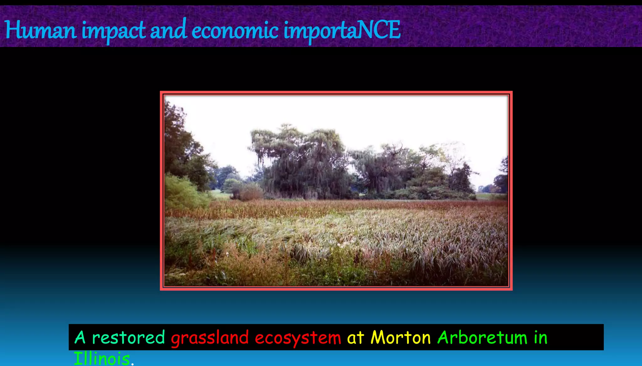 Human impact and economic importaNCE
A restored grassland ecosystem at Morton Arboretum in
Illinois.
 