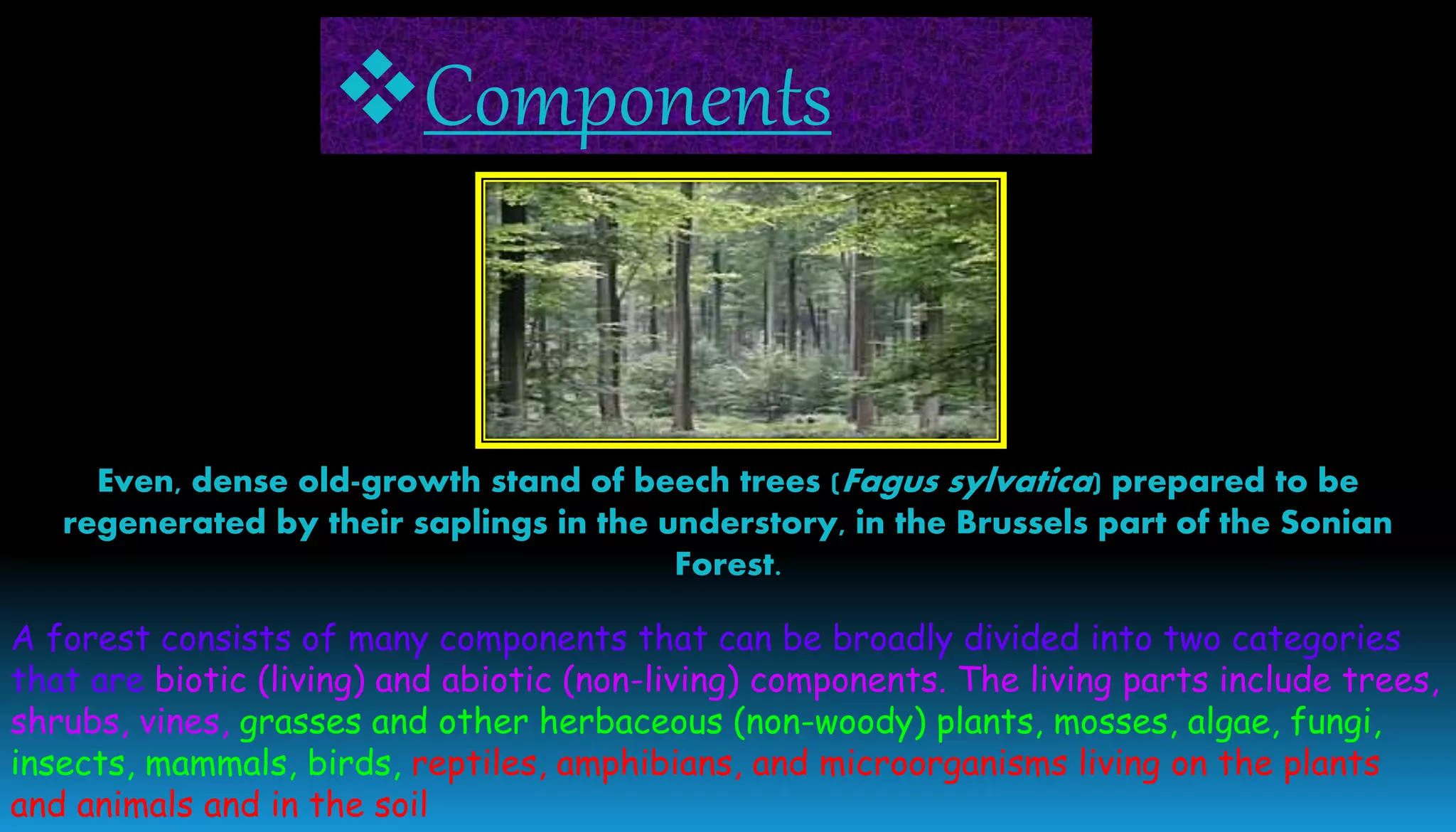 Even, dense old-growth stand of beech trees (Fagus sylvatica) prepared to be
regenerated by their saplings in the understory, in the Brussels part of the Sonian
Forest.
A forest consists of many components that can be broadly divided into two categories
that are biotic (living) and abiotic (non-living) components. The living parts include trees,
shrubs, vines, grasses and other herbaceous (non-woody) plants, mosses, algae, fungi,
insects, mammals, birds, reptiles, amphibians, and microorganisms living on the plants
and animals and in the soil
Components
 
