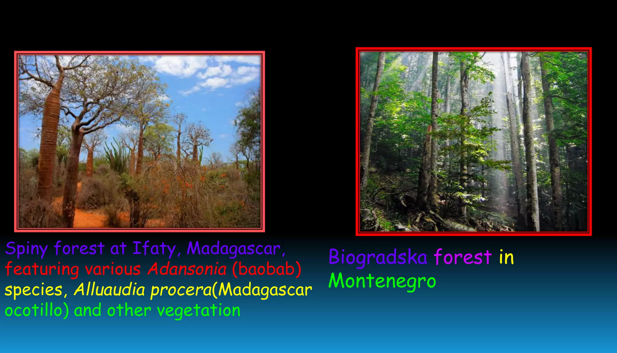 Biogradska forest in
Montenegro
Spiny forest at Ifaty, Madagascar,
featuring various Adansonia (baobab)
species, Alluaudia procera(Madagascar
ocotillo) and other vegetation
 