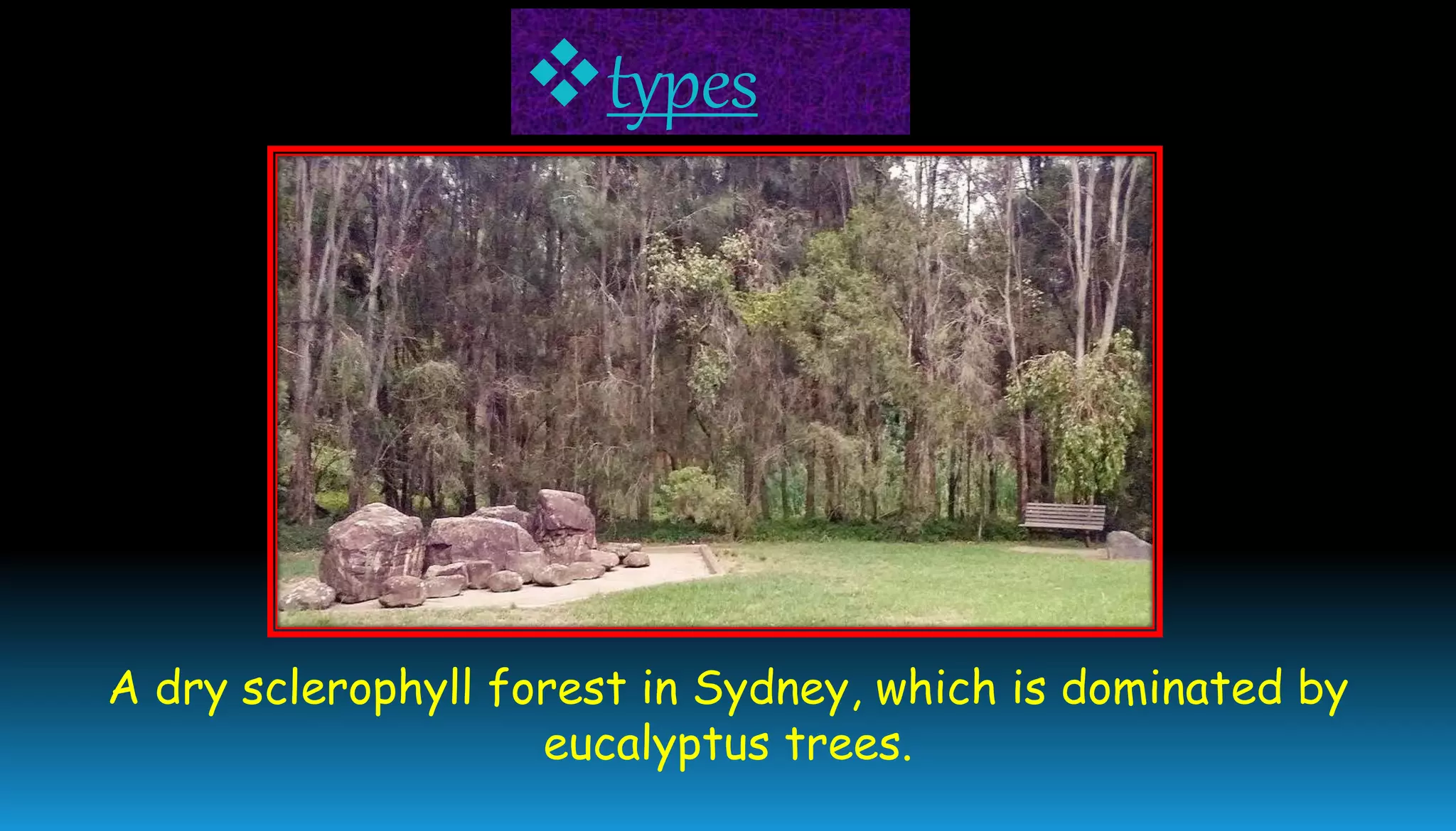A dry sclerophyll forest in Sydney, which is dominated by
eucalyptus trees.
types
 