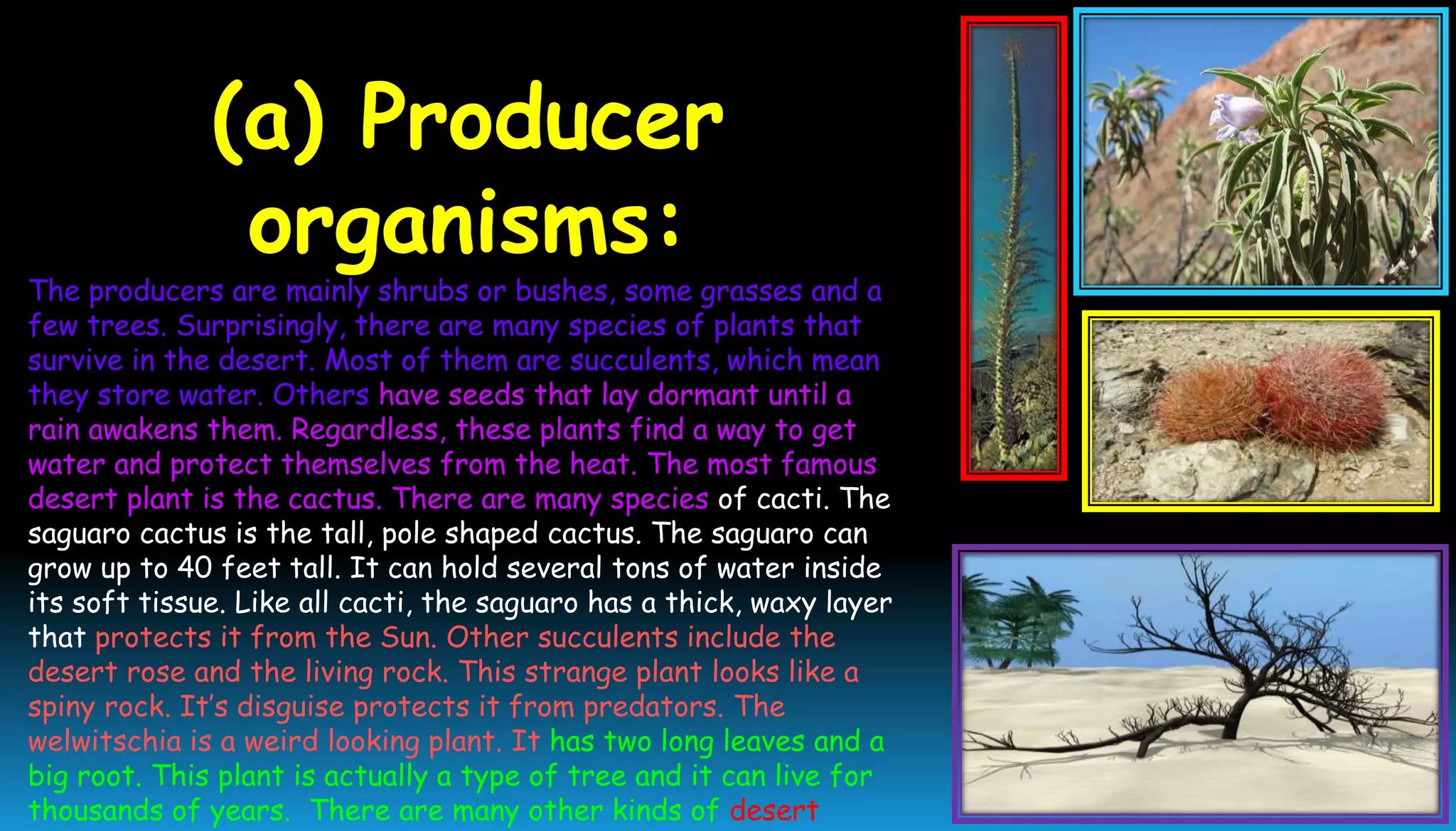 (a) Producer
organisms:
The producers are mainly shrubs or bushes, some grasses and a
few trees. Surprisingly, there are many species of plants that
survive in the desert. Most of them are succulents, which mean
they store water. Others have seeds that lay dormant until a
rain awakens them. Regardless, these plants find a way to get
water and protect themselves from the heat. The most famous
desert plant is the cactus. There are many species of cacti. The
saguaro cactus is the tall, pole shaped cactus. The saguaro can
grow up to 40 feet tall. It can hold several tons of water inside
its soft tissue. Like all cacti, the saguaro has a thick, waxy layer
that protects it from the Sun. Other succulents include the
desert rose and the living rock. This strange plant looks like a
spiny rock. It’s disguise protects it from predators. The
welwitschia is a weird looking plant. It has two long leaves and a
big root. This plant is actually a type of tree and it can live for
thousands of years. There are many other kinds of desert
 