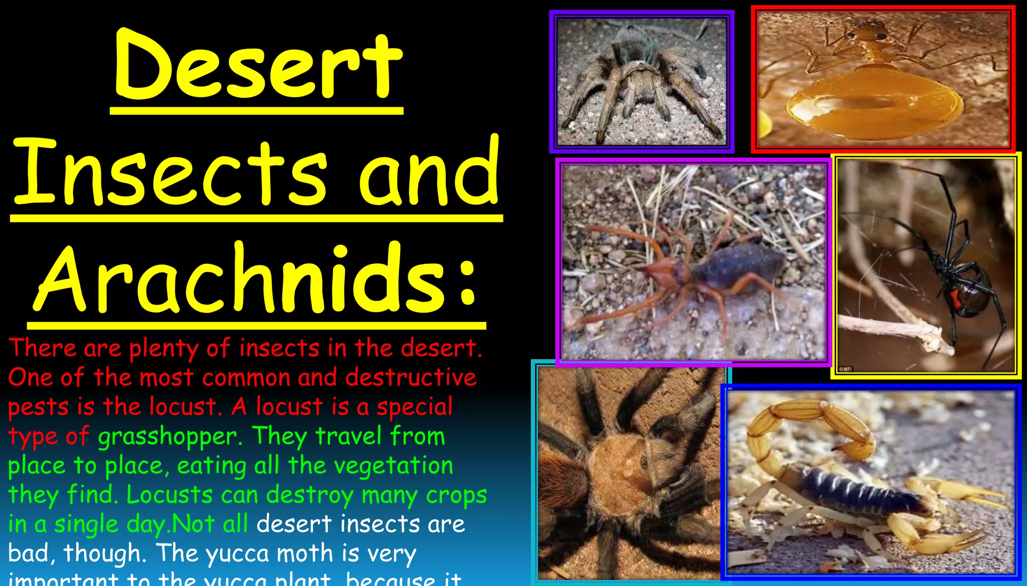 Desert
Insects and
Arachnids:
There are plenty of insects in the desert.
One of the most common and destructive
pests is the locust. A locust is a special
type of grasshopper. They travel from
place to place, eating all the vegetation
they find. Locusts can destroy many crops
in a single day.Not all desert insects are
bad, though. The yucca moth is very
 