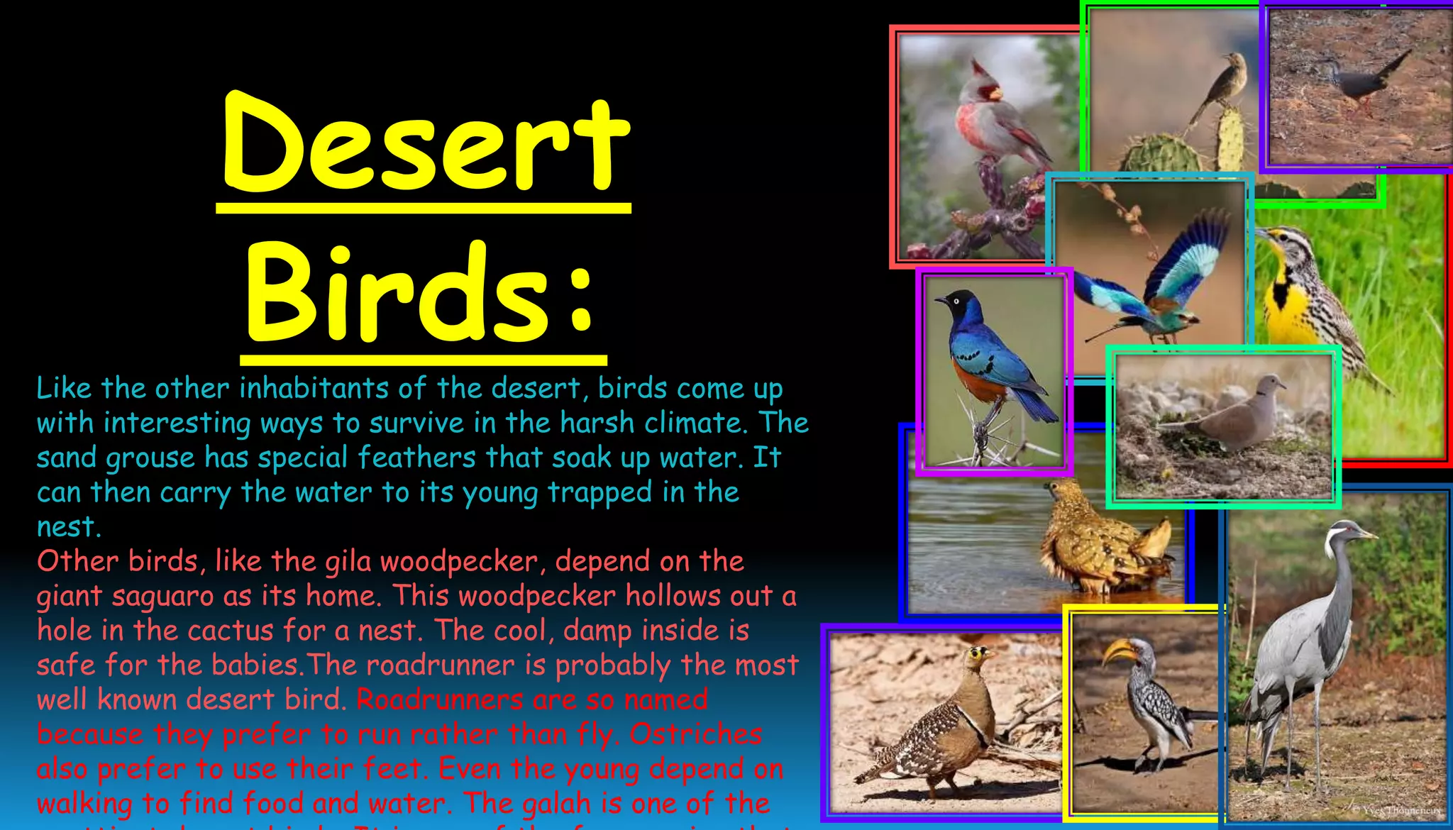 Desert
Birds:Like the other inhabitants of the desert, birds come up
with interesting ways to survive in the harsh climate. The
sand grouse has special feathers that soak up water. It
can then carry the water to its young trapped in the
nest.
Other birds, like the gila woodpecker, depend on the
giant saguaro as its home. This woodpecker hollows out a
hole in the cactus for a nest. The cool, damp inside is
safe for the babies.The roadrunner is probably the most
well known desert bird. Roadrunners are so named
because they prefer to run rather than fly. Ostriches
also prefer to use their feet. Even the young depend on
walking to find food and water. The galah is one of the
 