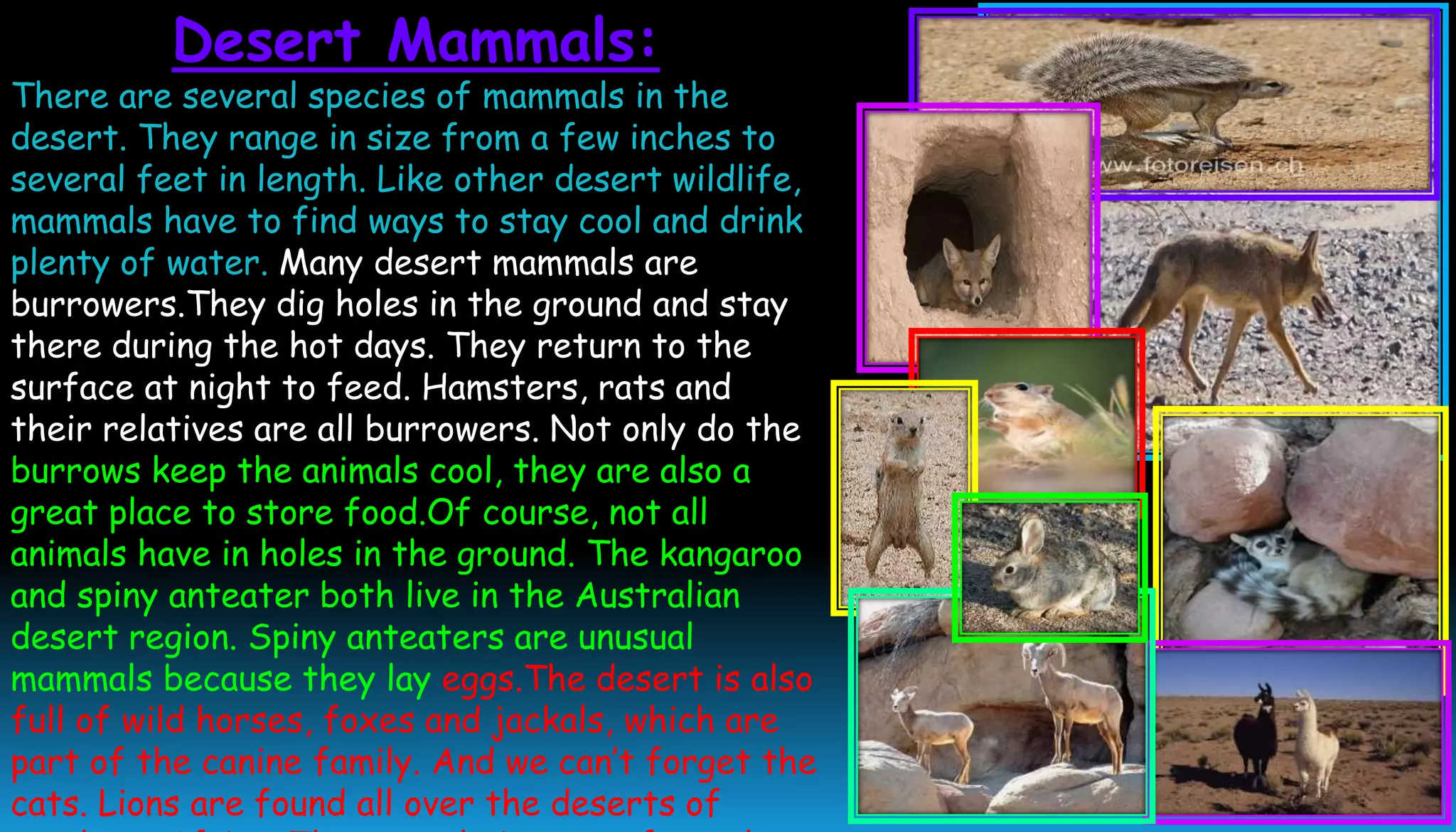 Desert Mammals:
There are several species of mammals in the
desert. They range in size from a few inches to
several feet in length. Like other desert wildlife,
mammals have to find ways to stay cool and drink
plenty of water. Many desert mammals are
burrowers.They dig holes in the ground and stay
there during the hot days. They return to the
surface at night to feed. Hamsters, rats and
their relatives are all burrowers. Not only do the
burrows keep the animals cool, they are also a
great place to store food.Of course, not all
animals have in holes in the ground. The kangaroo
and spiny anteater both live in the Australian
desert region. Spiny anteaters are unusual
mammals because they lay eggs.The desert is also
full of wild horses, foxes and jackals, which are
part of the canine family. And we can’t forget the
cats. Lions are found all over the deserts of
 