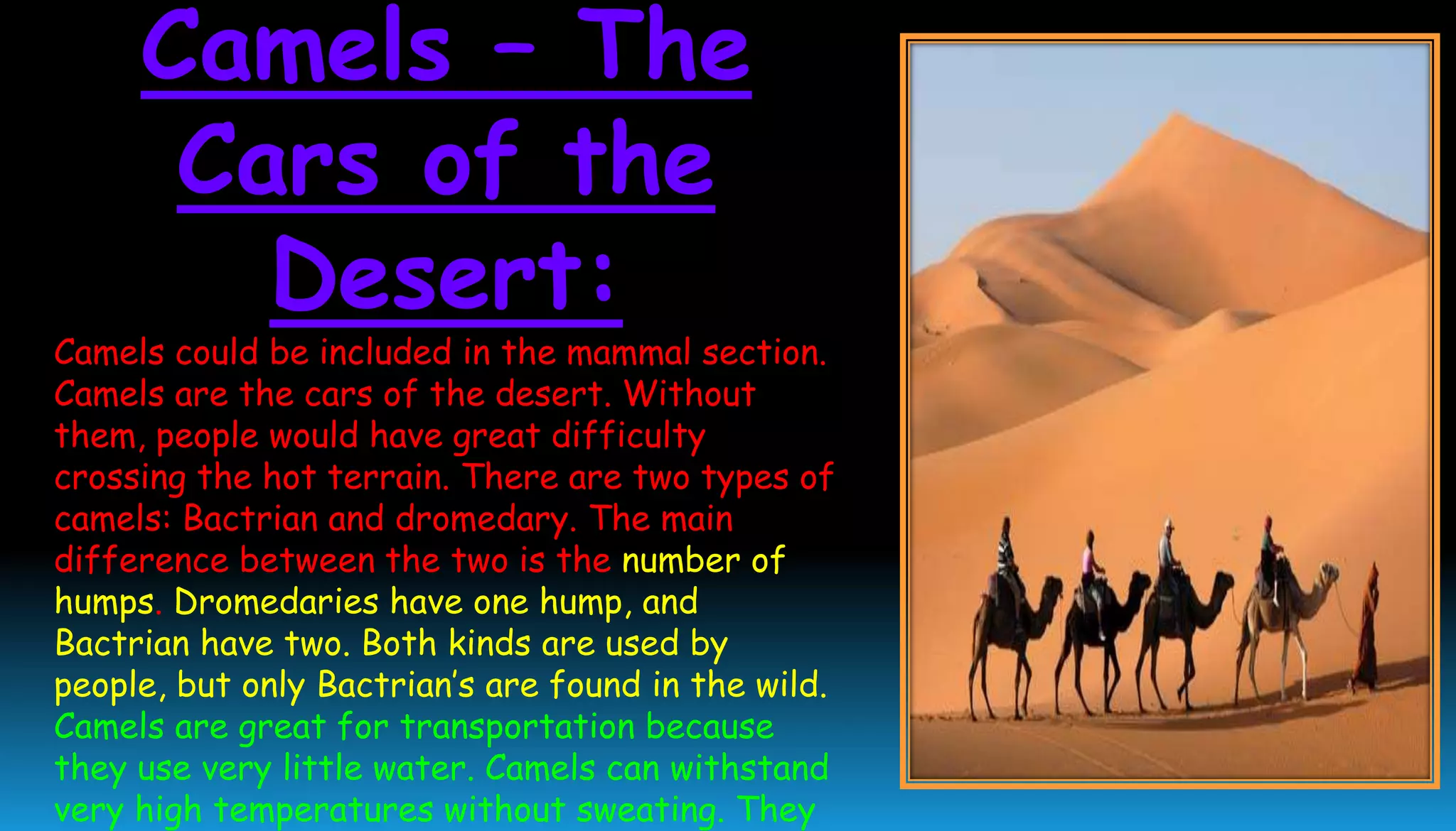 Camels – The
Cars of the
Desert:
Camels could be included in the mammal section.
Camels are the cars of the desert. Without
them, people would have great difficulty
crossing the hot terrain. There are two types of
camels: Bactrian and dromedary. The main
difference between the two is the number of
humps. Dromedaries have one hump, and
Bactrian have two. Both kinds are used by
people, but only Bactrian’s are found in the wild.
Camels are great for transportation because
they use very little water. Camels can withstand
very high temperatures without sweating. They
 