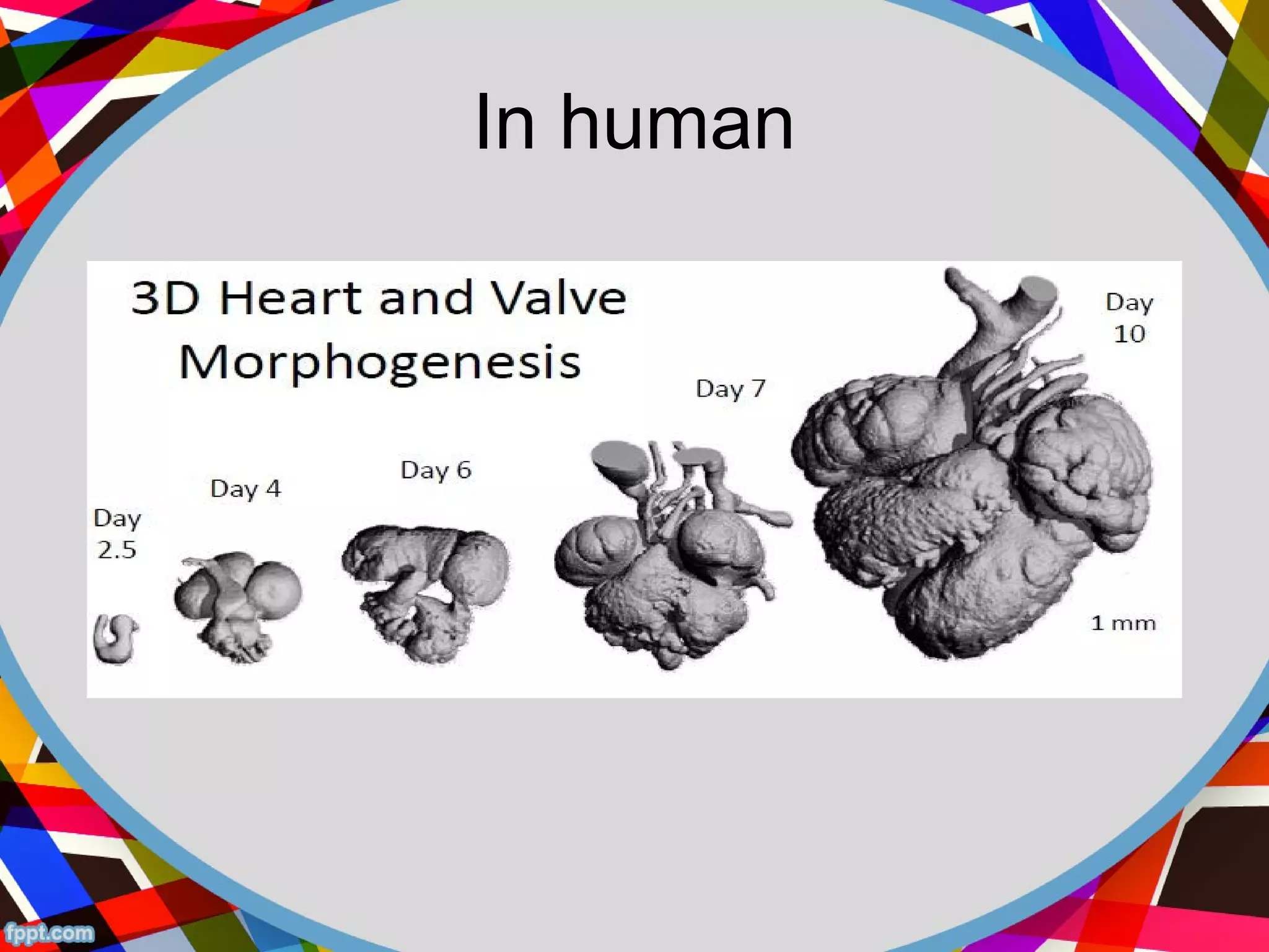morphogenesis | PPT