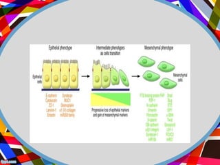 Morphogenesis Examples morphogenesis | PPT
