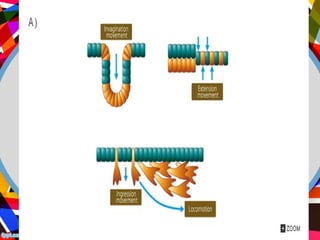 Morphogenesis Examples morphogenesis | PPT