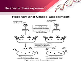 Hershey & chase experiment
 